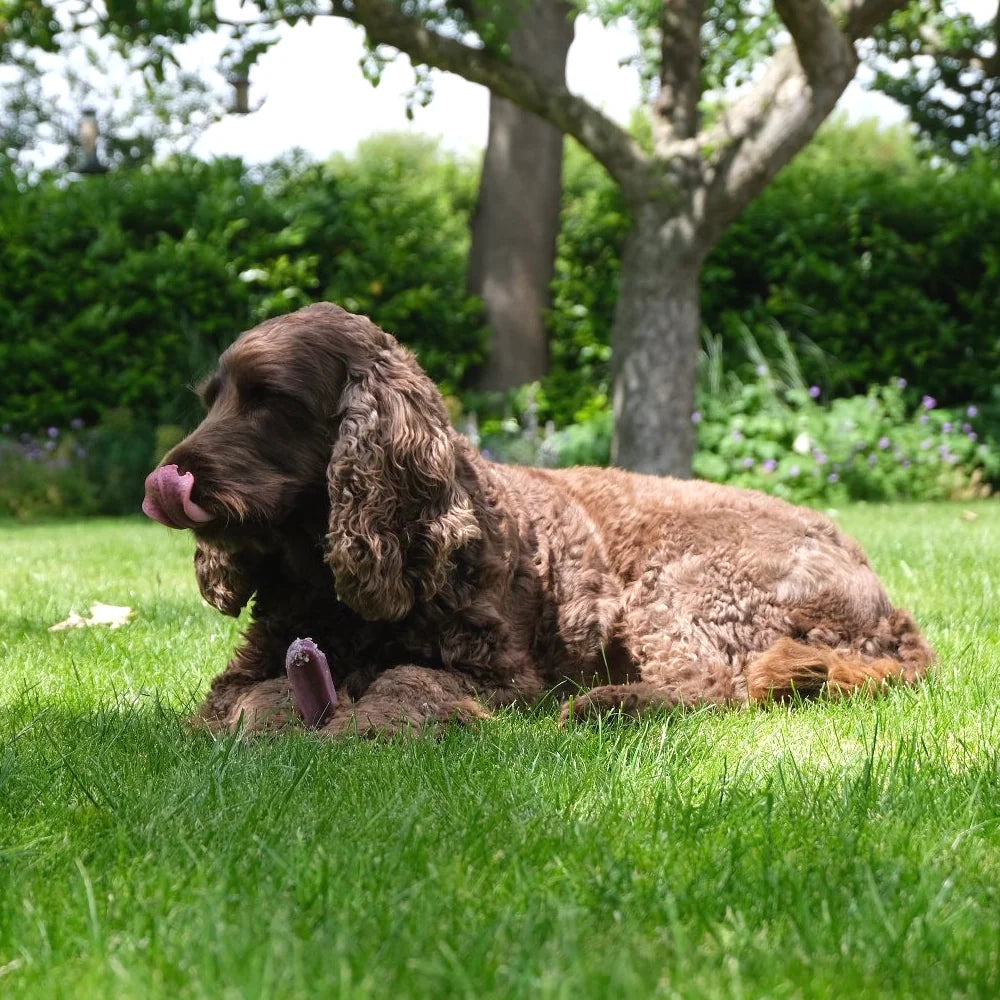 Blueberry Yak Dog Chew