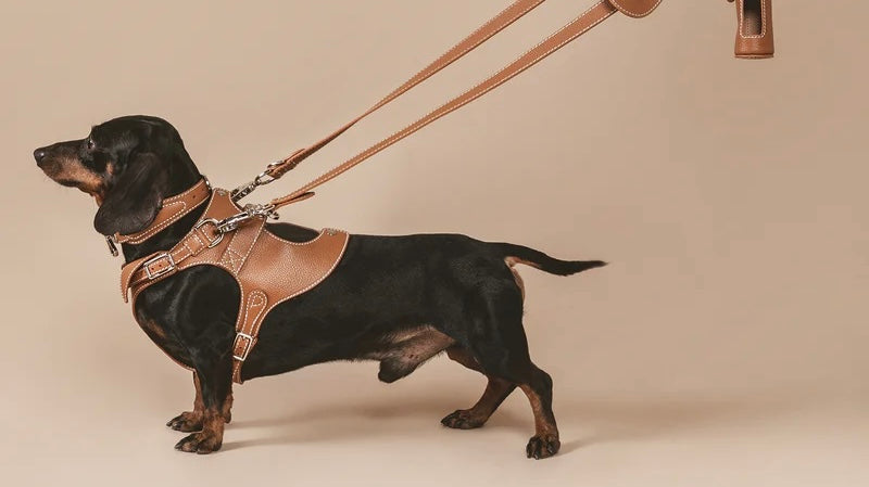 Dog Walking Accessories