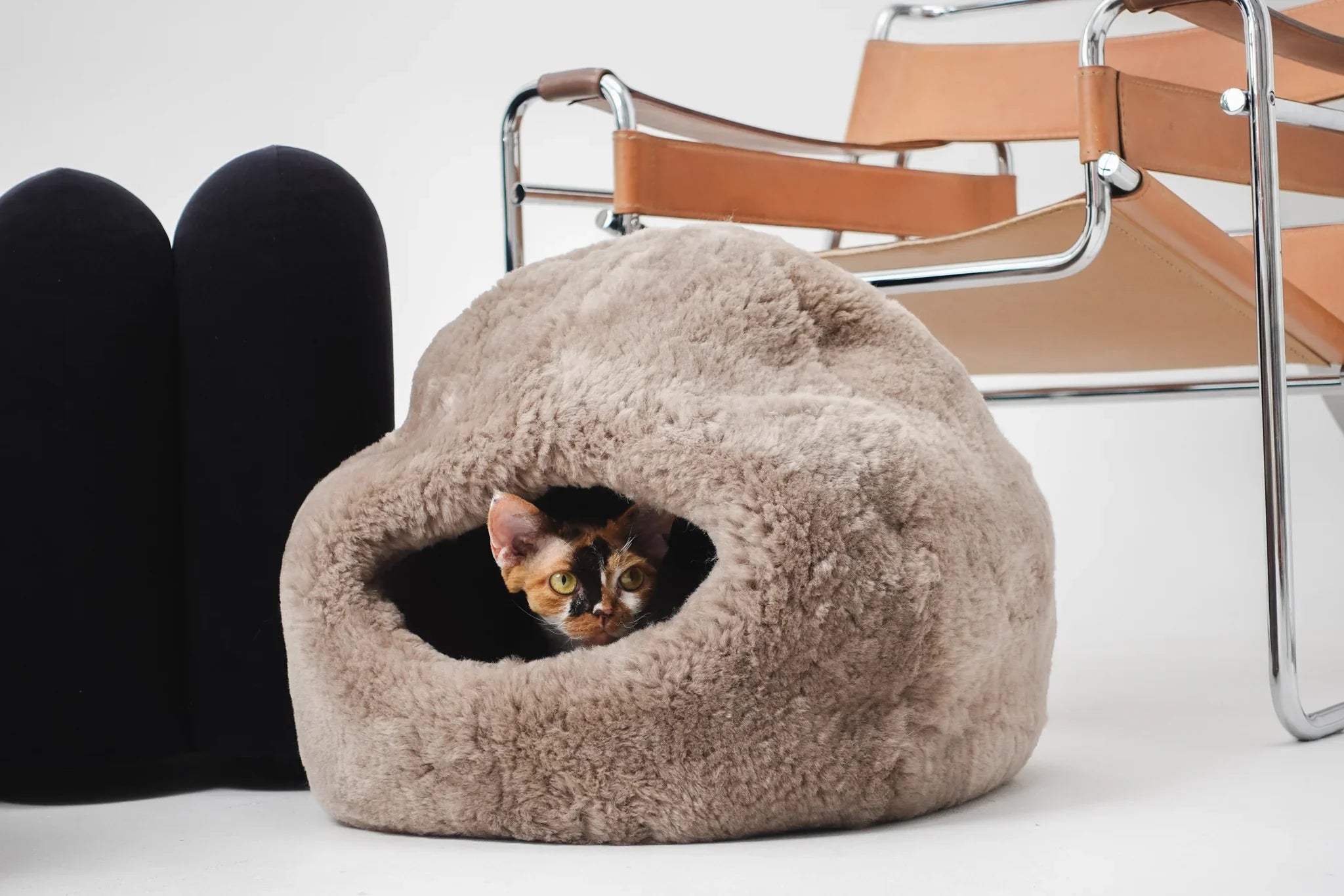 All Cats