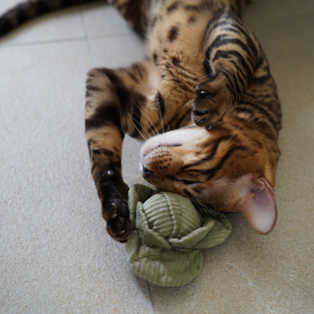 Kitty Veggie Catnip Cat Toy Set