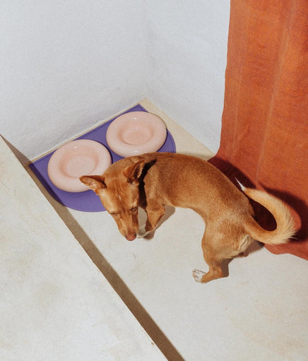 Ceramic Dog Feeder