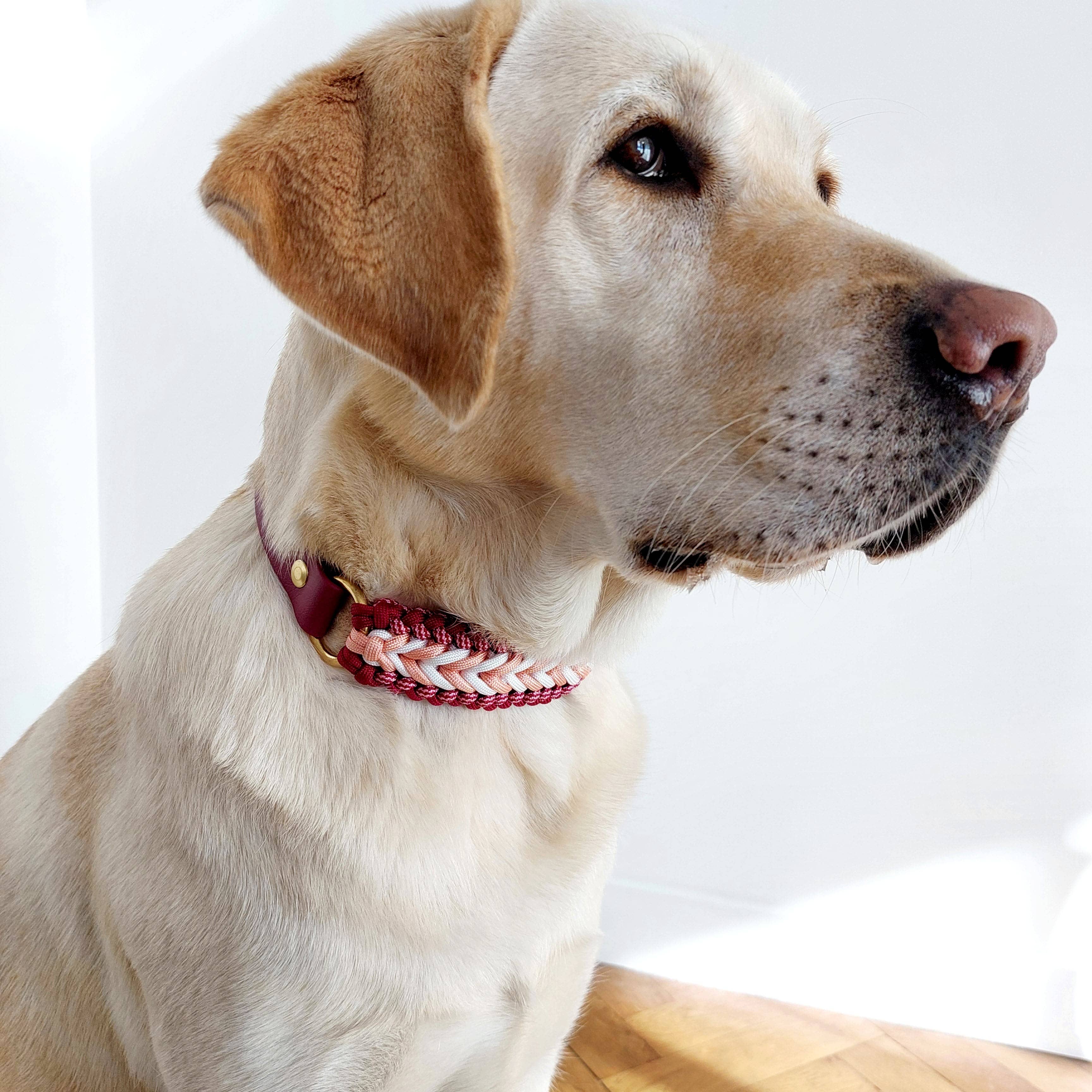 Raspberry Braided Dog Collar - Biothane/Paracord